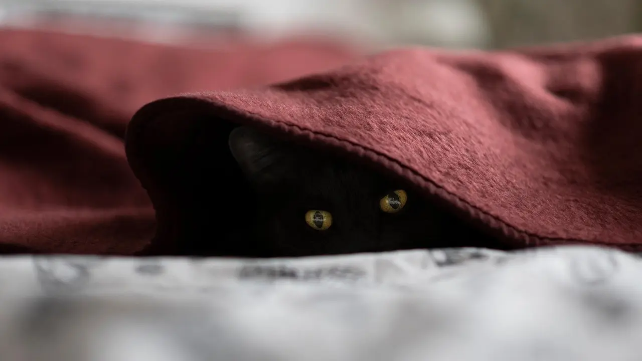 Medvirkende i Ternet Ninja