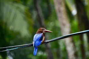 Forbundet: guide til krydsord