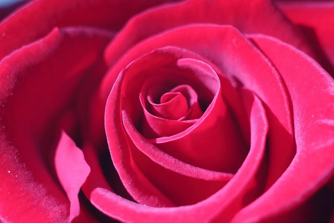 Hvad betyder desorganiseret tilknytning hos voksne?