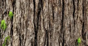 Hvad betyder det at være autentisk?