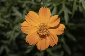 Hvad betyder forkortelsen “POV” på dansk?