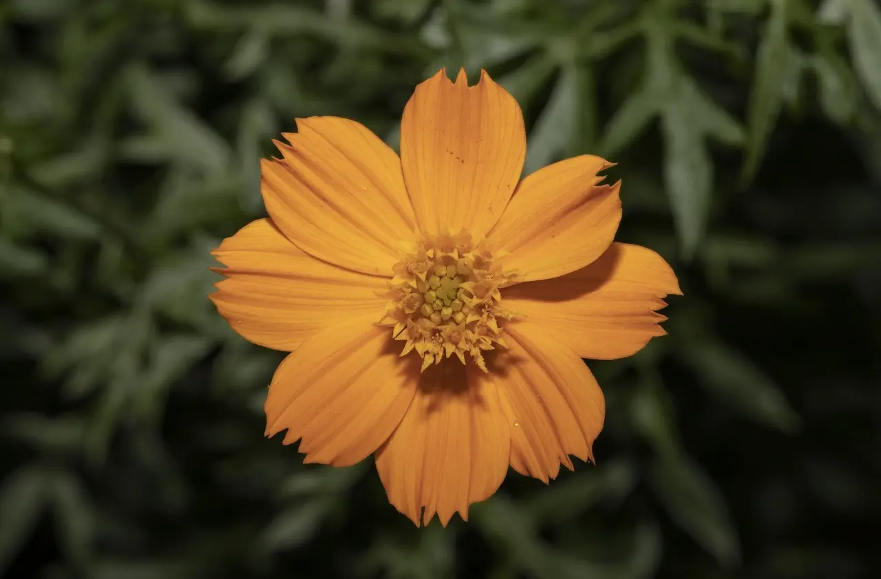 Hvad betyder forkortelsen POV på dansk?