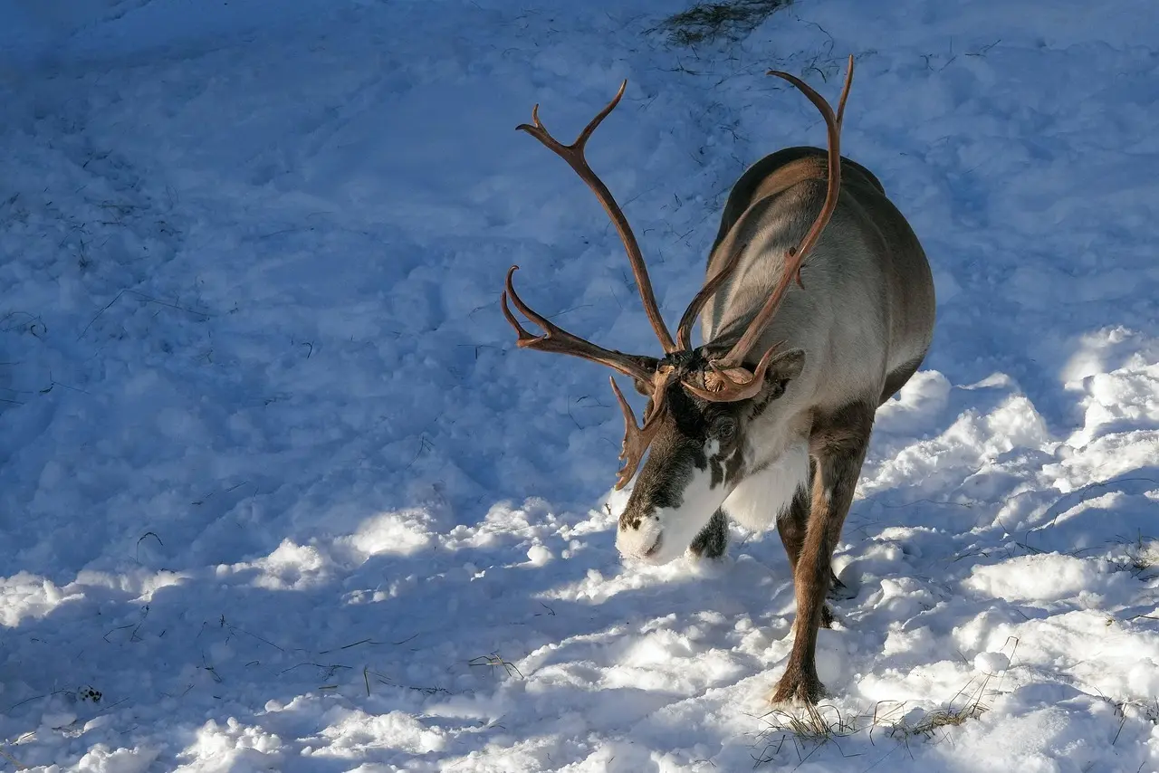 Hvad betyder joik i samisk musiktradition?