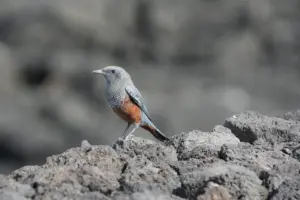 Hvad betyder stonewalling i parforhold?