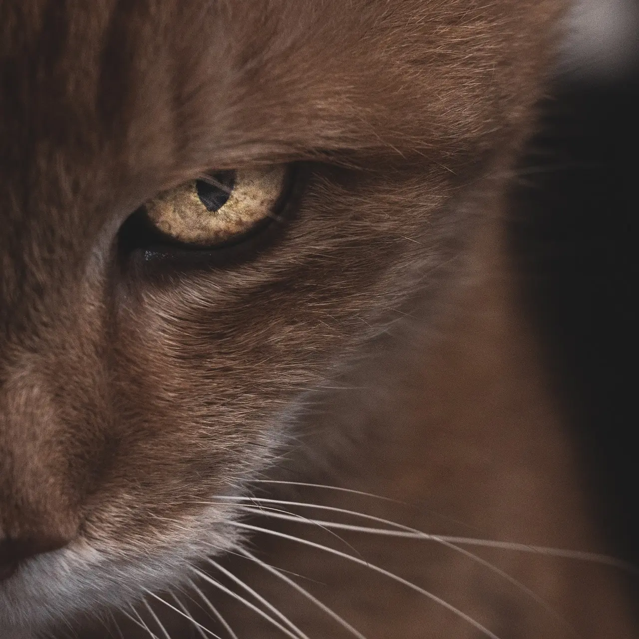 Hvad betyder udtrykket oppe