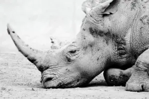 Hvor mange hvide næsehorn er der tilbage i verden? – Opdaterede tal, trusler og hvordan du kan hjælpe