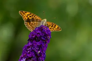 Løsning til Frakke Krydsord