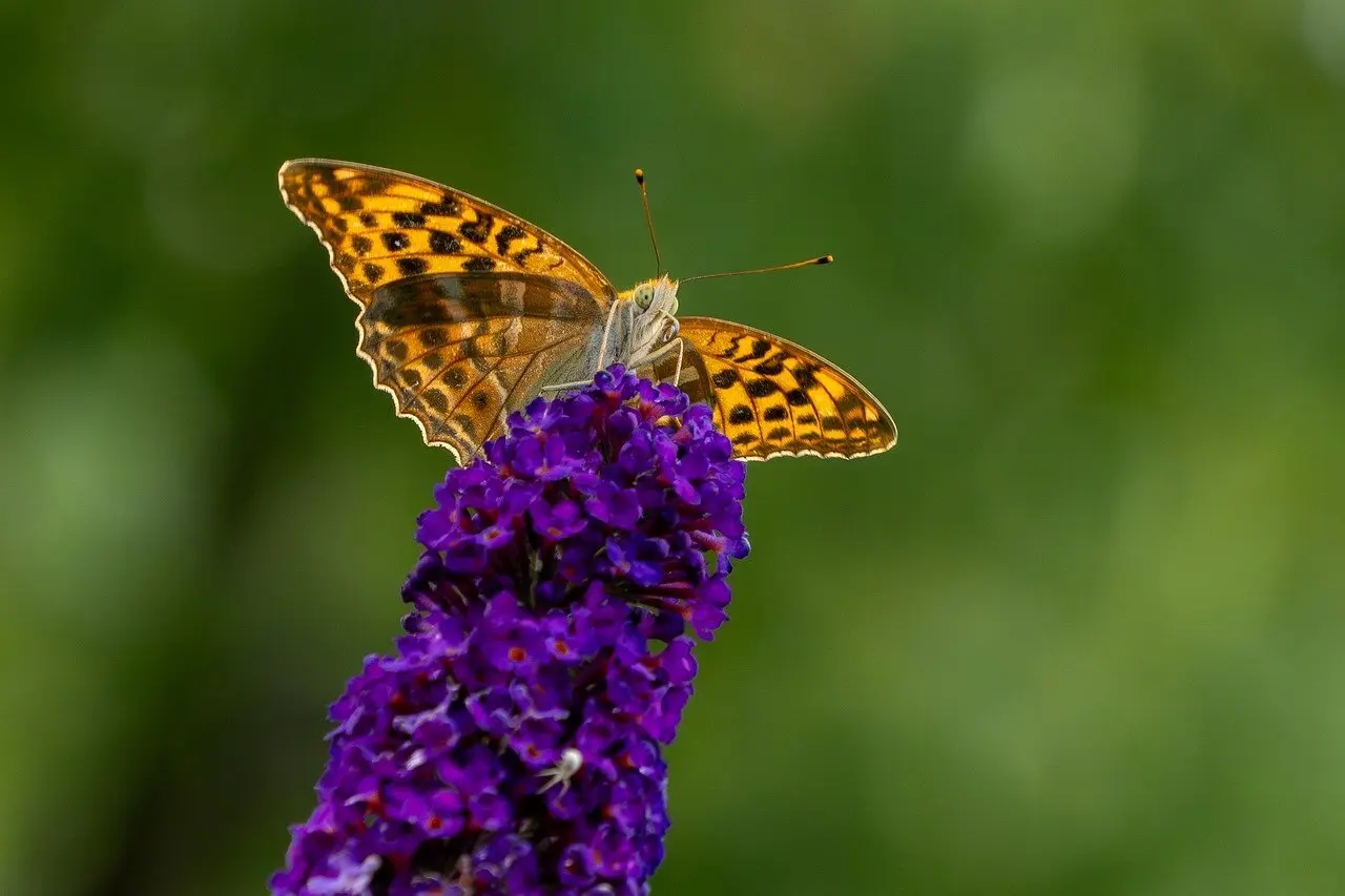 Løsning til Frakke Krydsord