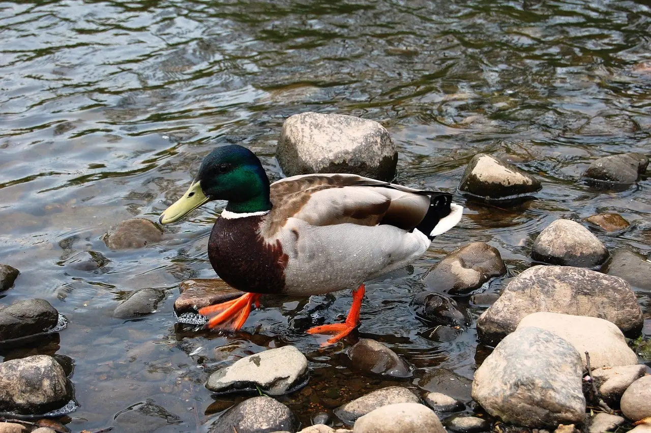 Løsningsord til Interval i Krydsord