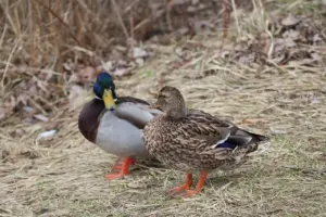 Slag Krydsord Løsninger