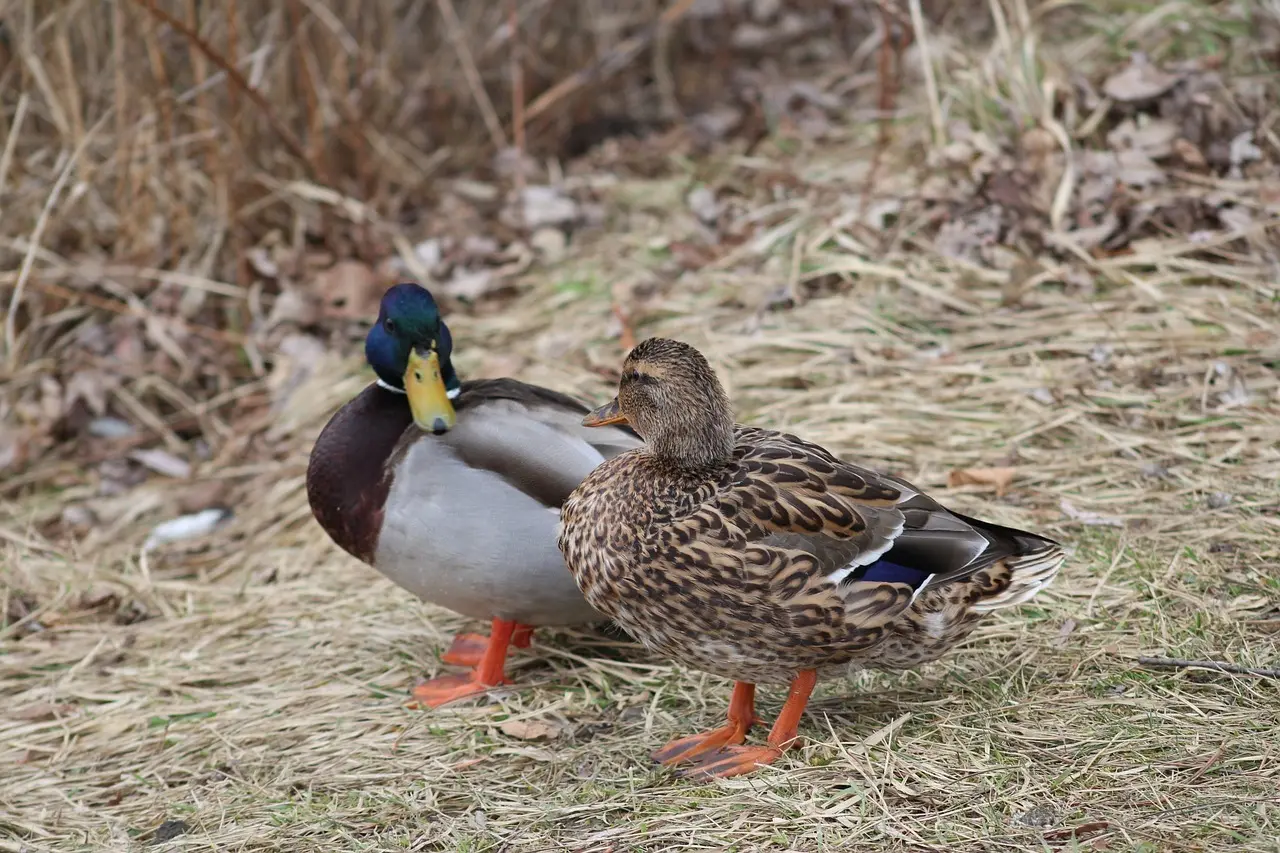 Slag Krydsord Løsninger